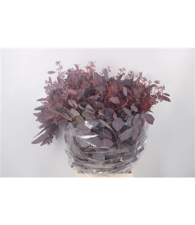 Euca Populus Berry V Red Per Bunch ( x 5 )