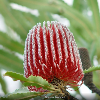 Banksia