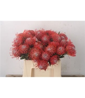 Florimo Fresh Flowers Leuco Co Tango ( x 10 )