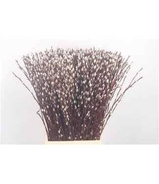 Florimo Fresh Flowers Salix Ca Snow Flake ( x 50 ) Florimo Fresh Flowers Salix Ca Snow Flake ( x 50 )