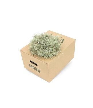Florimo Fresh Flowers Mos Tillandsia Fine Box ( x 1 )