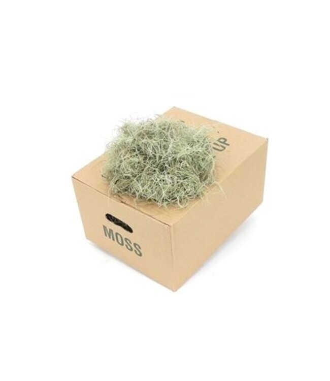 Mos Tillandsia Fine Box ( x 1 )