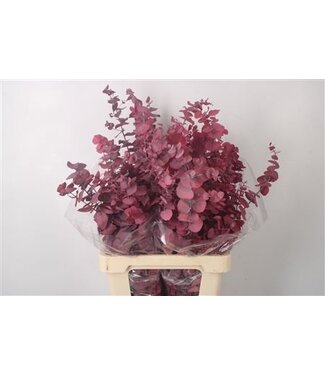 Florimo Fresh Flowers Stabi Stuartiana Pink Per Bunch ( x 5 )