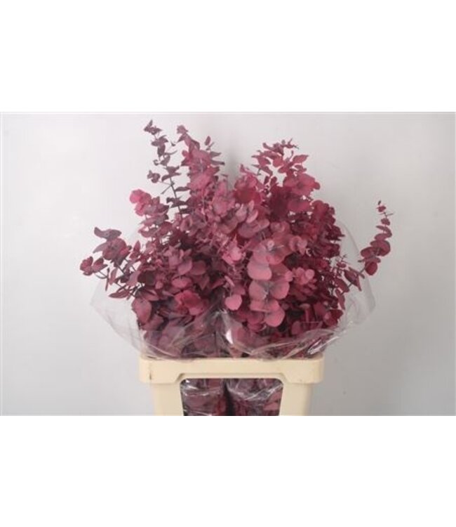 Stabi Stuartiana Pink Per Bunch ( x 5 )