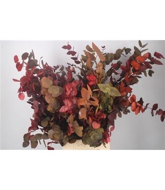 Florimo Fresh Flowers Stabi Cinerea Autumn Per Bunch ( x 5 )