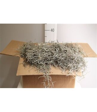 Florimo Fresh Flowers Mos Tillandsia Grof ( x 1 )