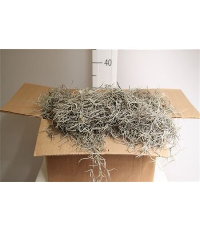 Mos Tillandsia Grof ( x 1 )