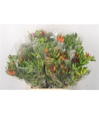 Florimo Fresh Flowers Pepers Paprika Green Per Bunch ( x 1 )