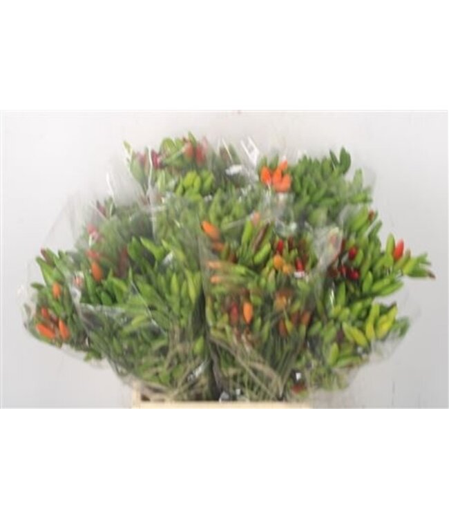 Pepers Paprika Green Per Bunch ( x 1 )