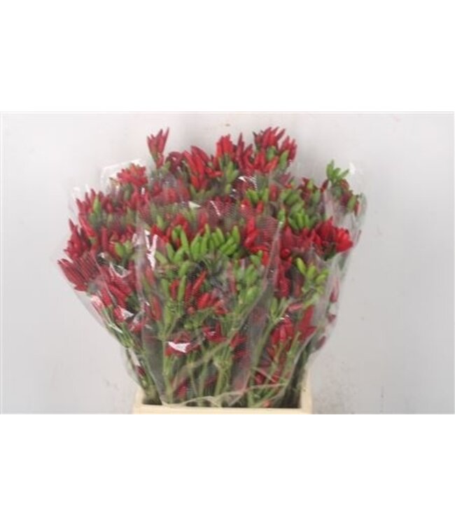 Pepers Paprika Red Per Bunch ( x 1 )