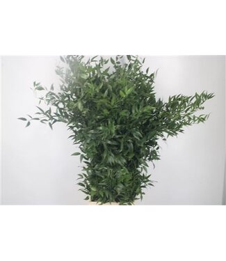 Florimo Fresh Flowers Ruscus It. 4 Stem Per Bunch ( x 5 )