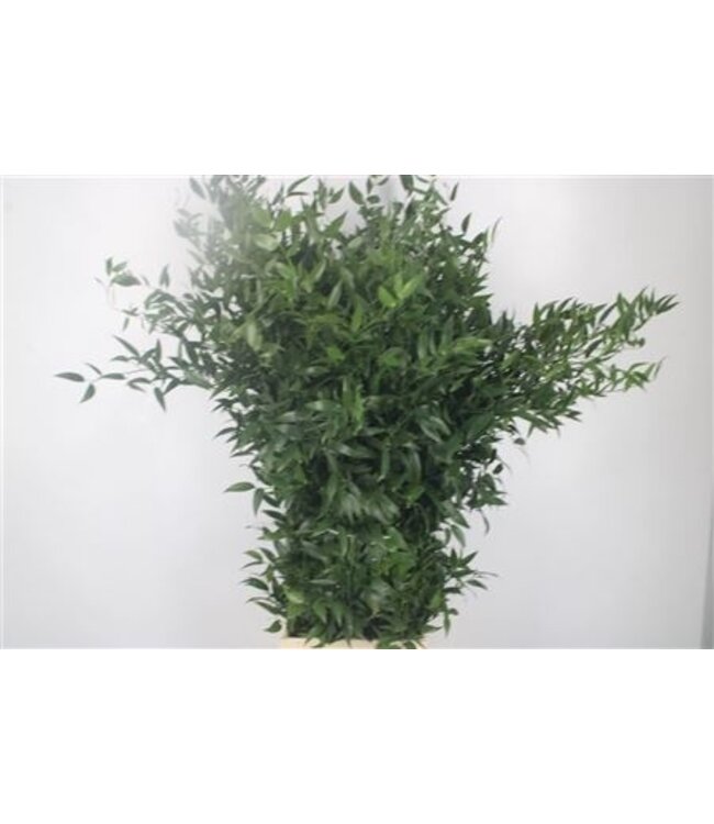Ruscus It. 4 Stem Per Bunch ( x 5 )