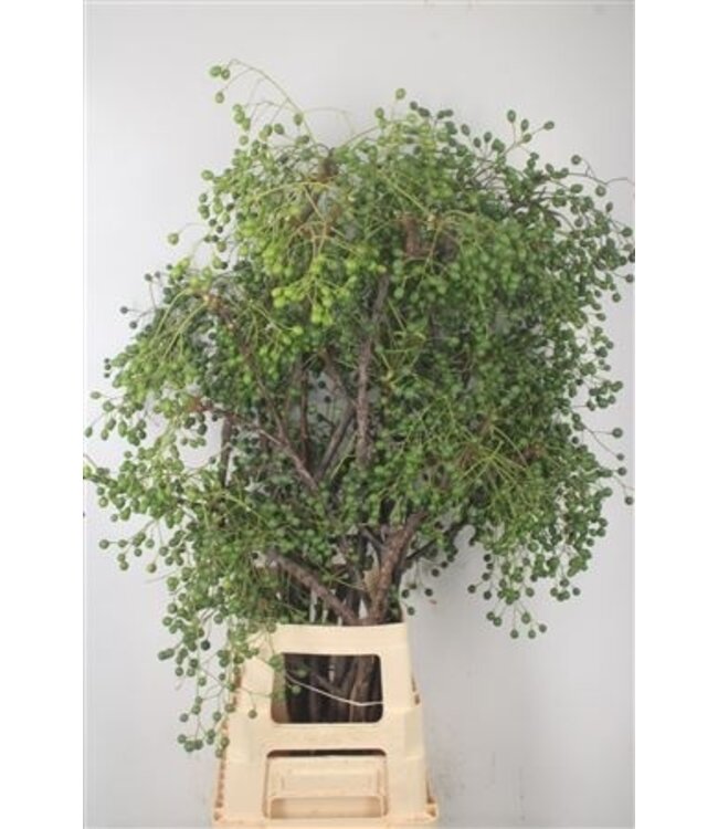 Lilac De Chine Per Stem ( x 15 )