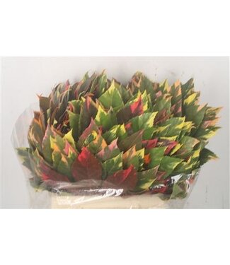 Florimo Fresh Flowers Aralia Arlecchino Per Stem ( x 10 ) Florimo Fresh Flowers Aralia Arlecchino Per Stem ( x 10 )