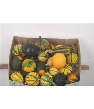 Florimo Fresh Flowers Cuc Pepo Gem ( x 25 ) Florimo Fresh Flowers Cuc Pepo Gem ( x 25 )