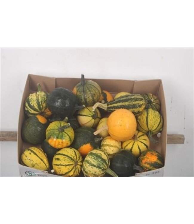 Cuc Pepo Gem ( x 25 )