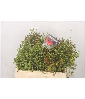 Florimo Fresh Flowers Rosa Autumn Flush ( x 10 ) Florimo Fresh Flowers Rosa Autumn Flush ( x 10 )