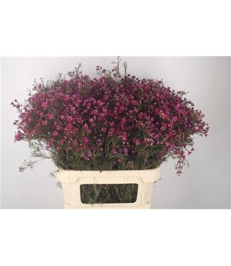 Florimo Fresh Flowers Chame Mid Jupiter ( x 25 ) Florimo Fresh Flowers Chame Mid Jupiter ( x 25 )