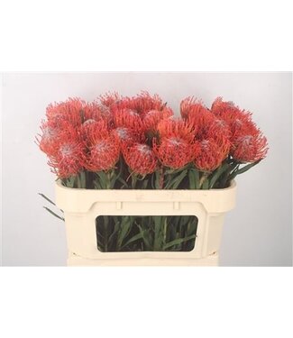 Florimo Fresh Flowers Leuco Co Tango ( x 10 )