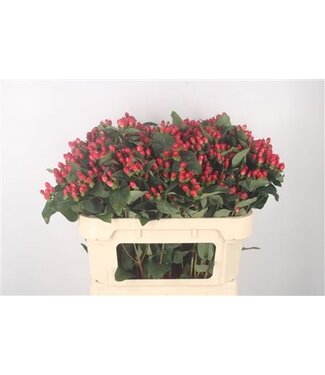Florimo Fresh Flowers Hyp Mag Impression Spray Nl. ( x 10 ) Florimo Fresh Flowers Hyp Mag Impression Spray Nl. ( x 10 )