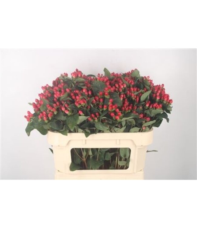 Hyp Mag Impression Spray Nl. ( x 10 )