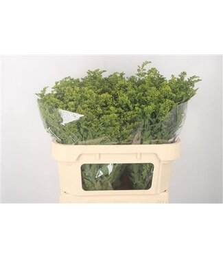 Florimo Fresh Flowers Solidago Carzan Glory ( x 25 )