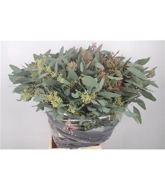 Florimo Fresh Flowers Euc Populus Berry Per Bunch 300 Gram ( x 10 ) Florimo Fresh Flowers Euc Populus Berry Per Bunch 300 Gram ( x 10 )