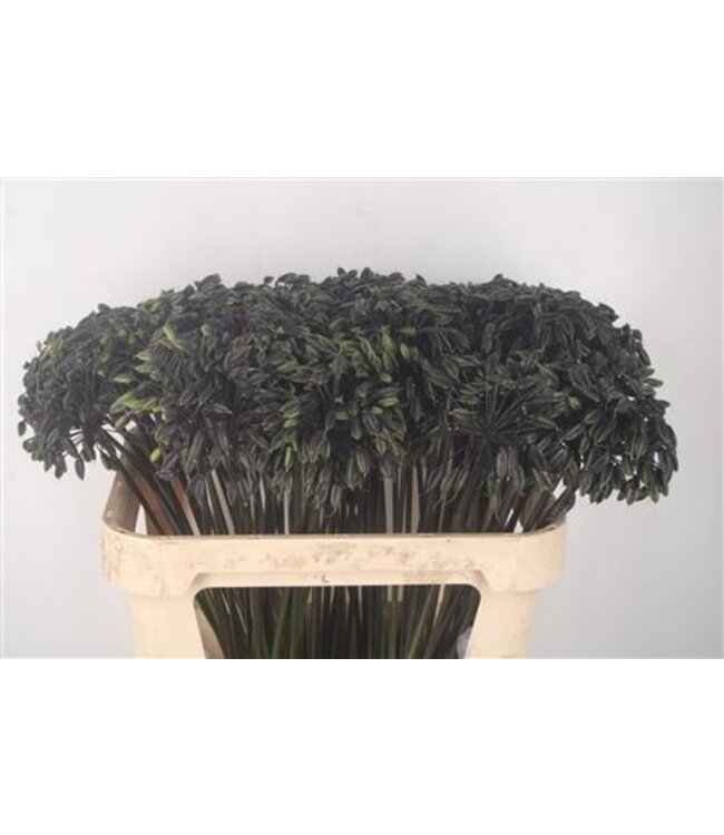 Agap Zaaddoos ( x 20 )