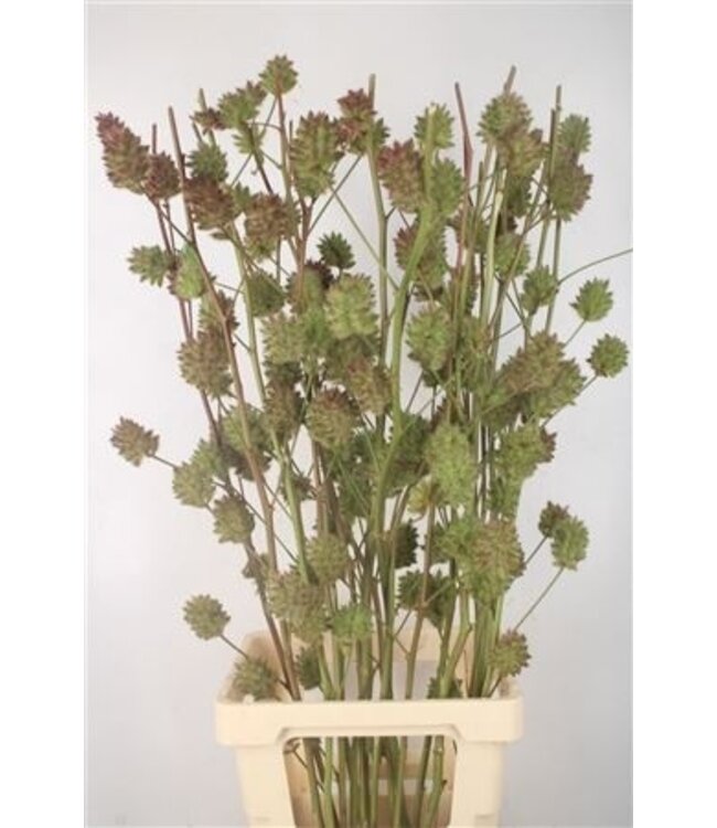 Zoethout 100cm ( x 10 )