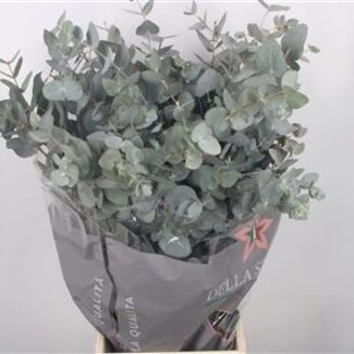Florimo Fresh Flowers Verse Eucalyptus Cinerea takken Extra | Lengte 70 centimeter | 300 gram per bos | Per 5 bossen