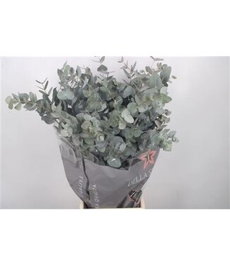 Florimo Fresh Flowers Frische Eukalyptus Cinerea Zweige Extra | Länge 70 Zentimeter | 300 Gramm pro Bund | Pro 5 Bunde