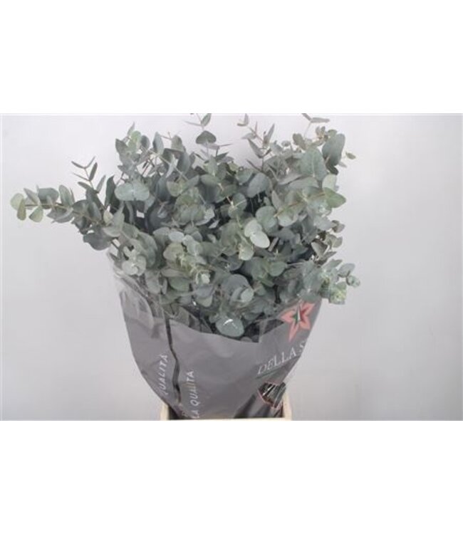 Frische Eucalyptus Cinerea Zweige Extra | Länge 70 Zentimeter | 300 Gramm pro Bund | Pro 5 Bunde zu bestellen