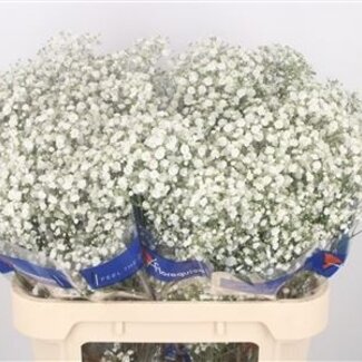 Florimo Fresh Flowers Gyps Pa Xlence ( x 25 )