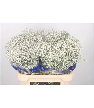Florimo Fresh Flowers Gyps Pa Xlence ( x 25 ) Florimo Fresh Flowers Gyps Pa Xlence ( x 25 )
