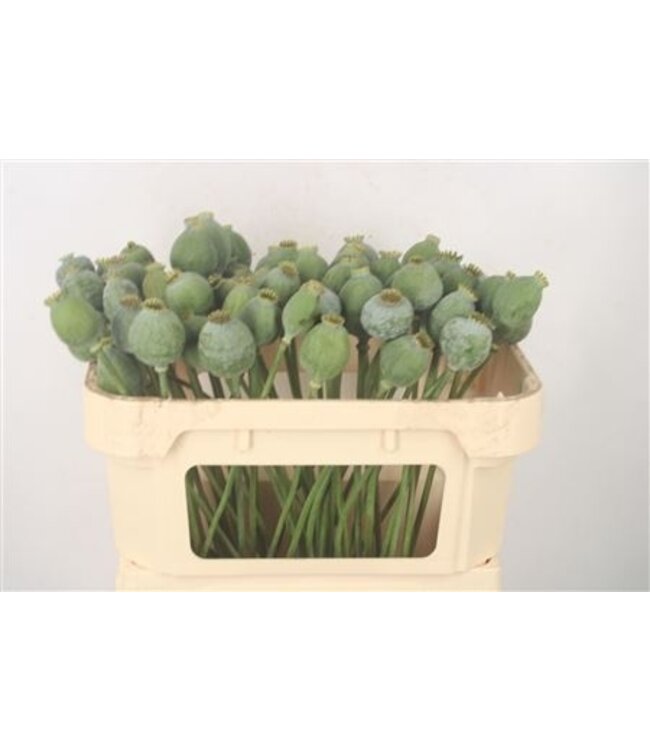 Papaver Som Zaaddozen ( x 10 )