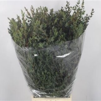 Florimo Fresh Flowers Verse Eucalyptus Parvifolia takken | Lengte 70 centimeter | 200 gram per bos | Per 5 bossen