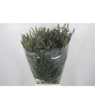 Florimo Fresh Flowers Fresh Eucalyptus Parvifolia branches | Length 70 centimeters | 200 grams per bunch | Per 5 bunches Florimo Fresh Flowers Fresh Eucalyptus Parvifolia branches | Length 70 centimeters | 200 grams per bunch | Per 5 bunches