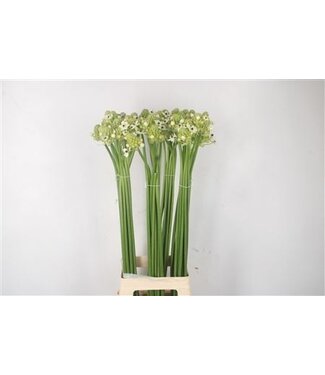 Florimo Fresh Flowers Ornithogalum Saundersiae White ( x 10 )