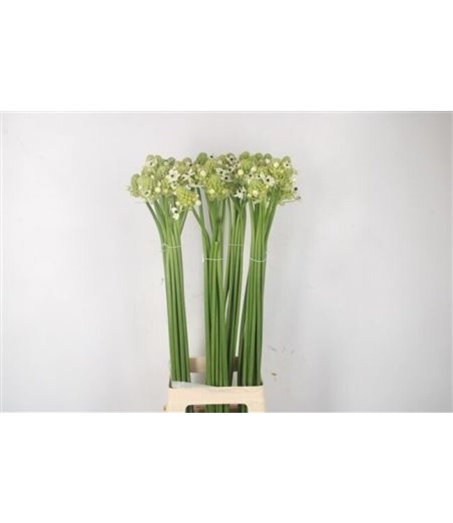 Ornithogalum Saundersiae White ( x 10 )