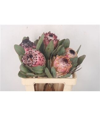 Florimo Fresh Flowers Protea Barbigera ( x 5 ) Florimo Fresh Flowers Protea Barbigera ( x 5 )