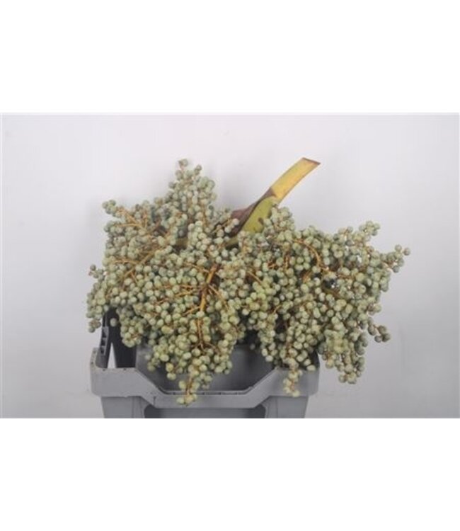 Dadels 2 Kilo Per Stuk ( x 1 )