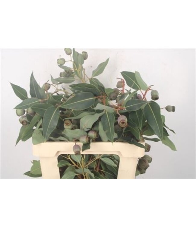 Euc Bell Gum Per Stem ( x 5 )