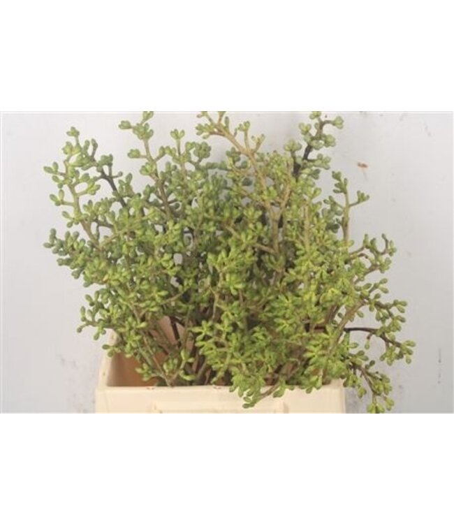 Euc Fresh Doll Cluster ( x 8 )