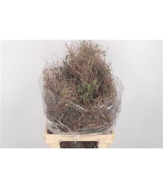 Florimo Fresh Flowers Euphorbia Spinosa Long 500gram ( x 5 ) Florimo Fresh Flowers Euphorbia Spinosa Long 500gram ( x 5 )