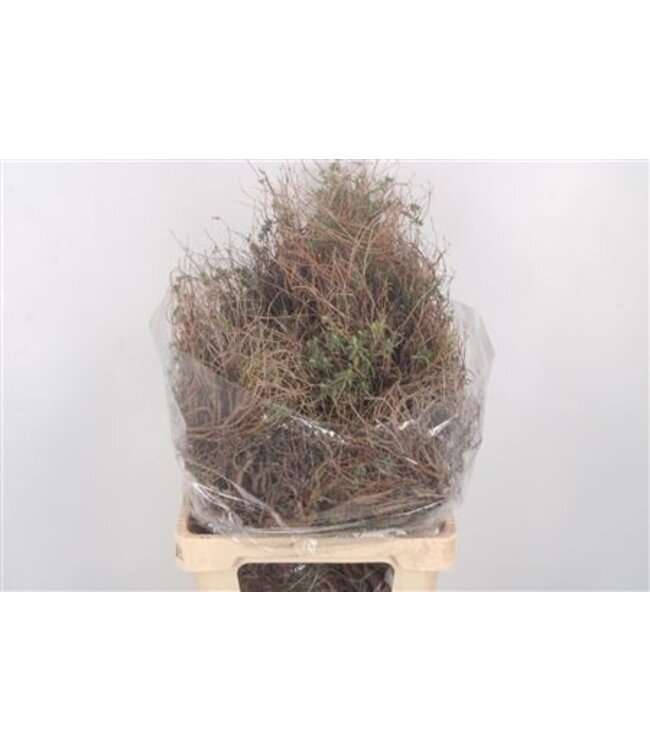 Euphorbia Spinosa Long 500gram ( x 5 )