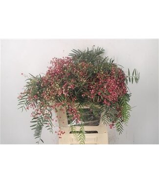 Florimo Fresh Flowers Pepperberry Fresh Red Per Bunch ( x 5 )