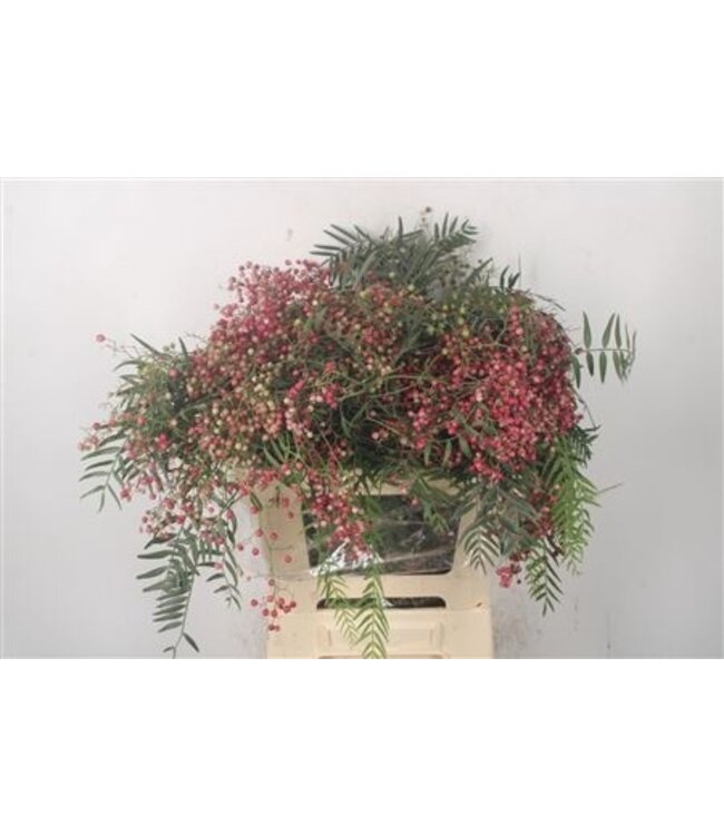 Pepperberry Fresh Red Per Bunch ( x 5 )