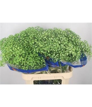 Florimo Fresh Flowers Gyps Klb Apple Green ( x 25 ) Florimo Fresh Flowers Gyps Klb Apple Green ( x 25 )