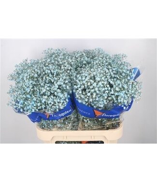 Florimo Fresh Flowers Gyps Klb Light Blue ( x 25 ) Florimo Fresh Flowers Gyps Klb Light Blue ( x 25 )
