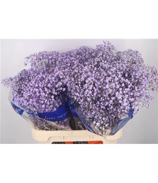 Florimo Fresh Flowers Gyps Klb Purple ( x 25 ) Florimo Fresh Flowers Gyps Klb Purple ( x 25 )